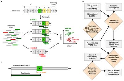 IDEIS: a tool to identify PTPRC/CD45 isoforms from single-cell transcriptomic data